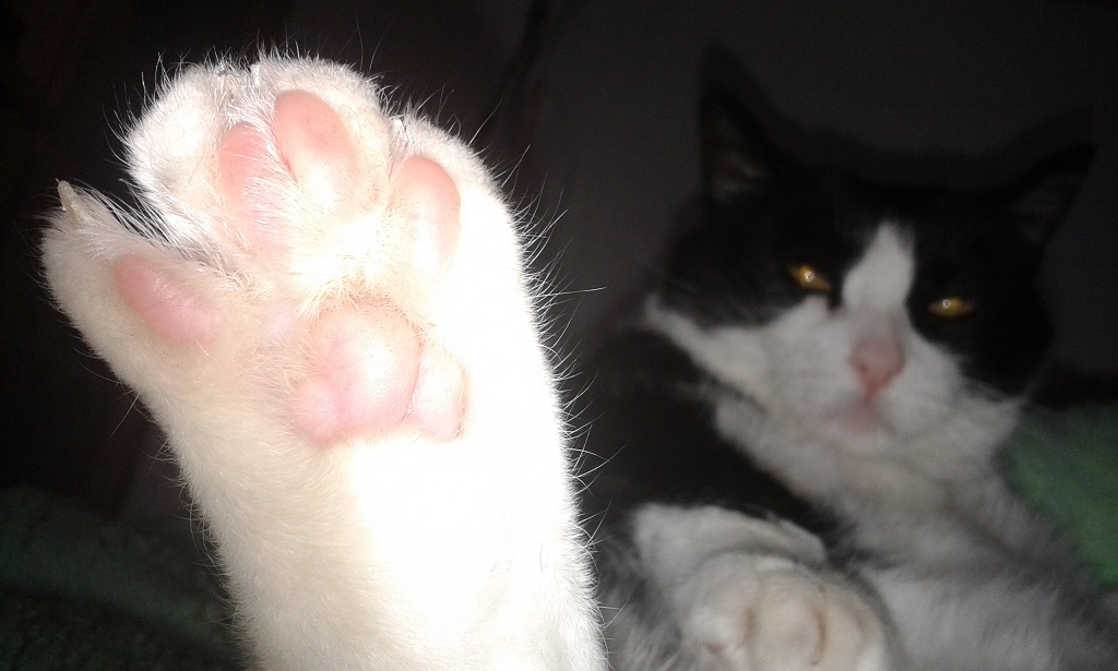 �������������� �����������