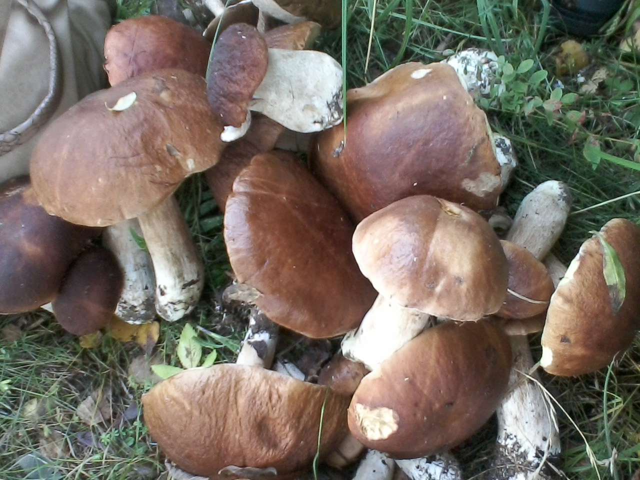 �������������� �����������