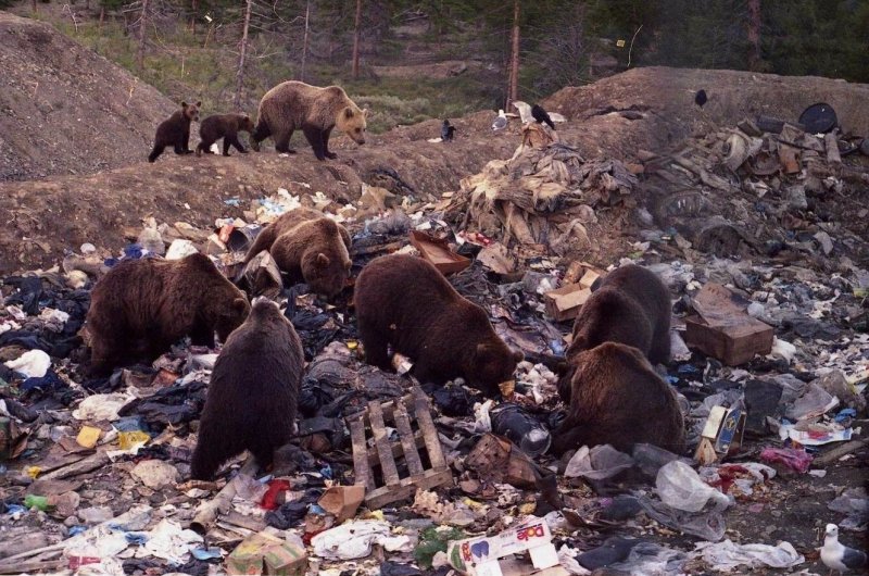 Присоединенное изображение