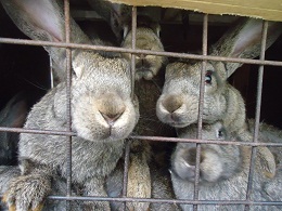 �������������� �����������